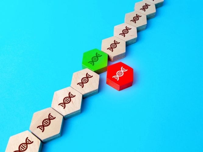 Estudio de Cariotipo / Evaluación Genética Cromosómica