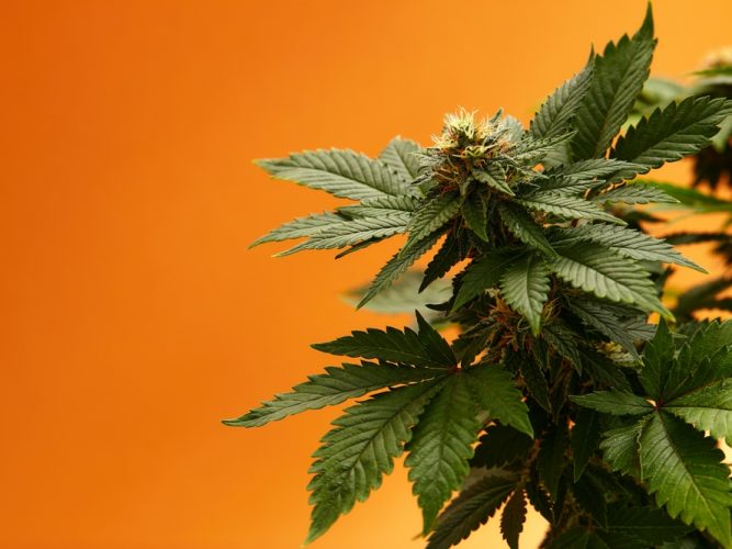 Test de Marihuana (THC)